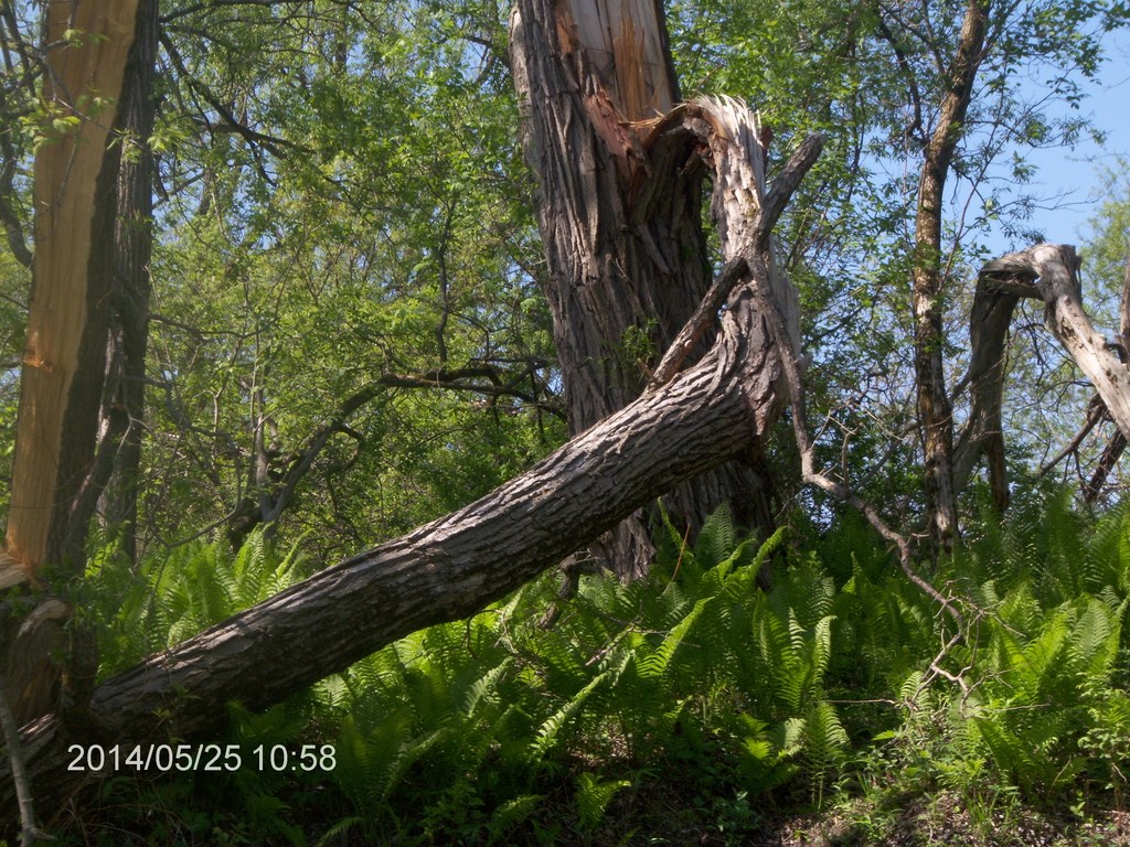 Christopher Greaves Rouge River_HPIM7295.JPG